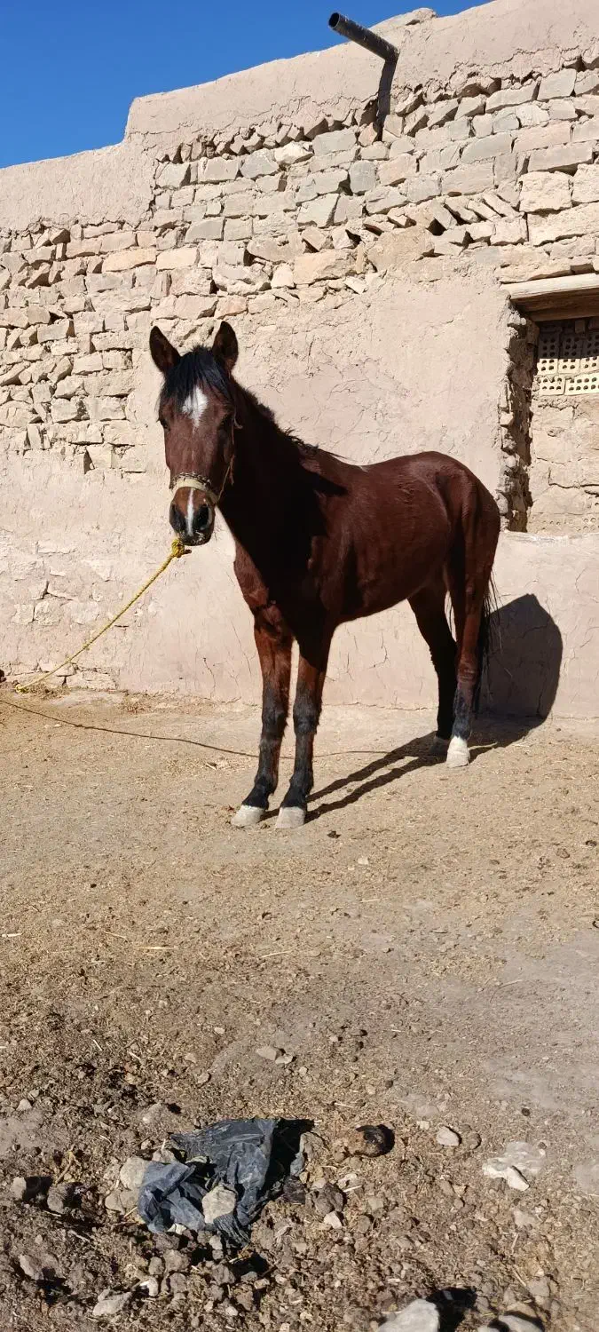 اسب|اسب و تجهیزات اسب‌سواری|کلات (خراسان), |دیوار