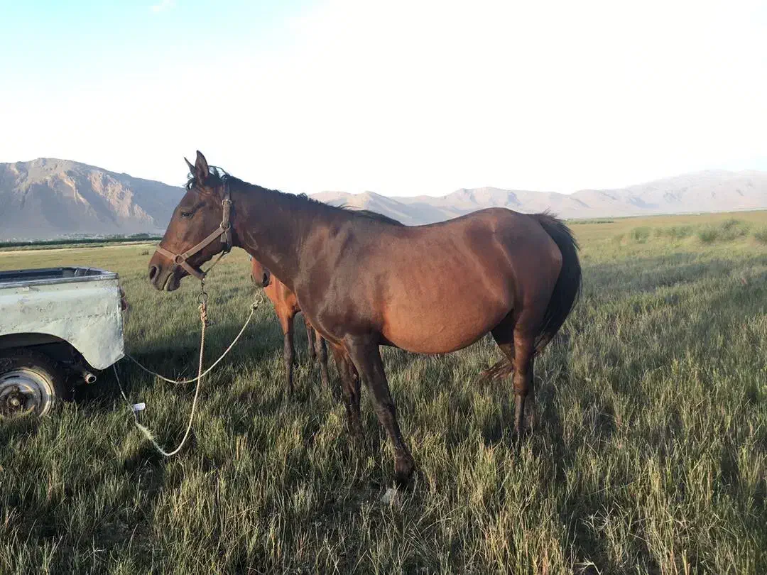 مادیون ترکی|اسب و تجهیزات اسبسواری|شیراز, تندگویان|دیوار