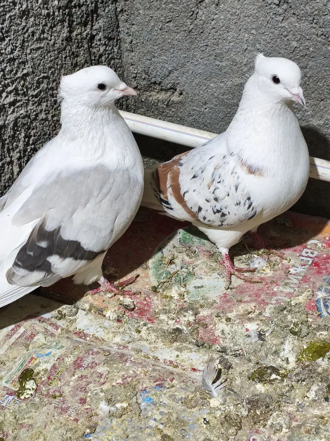 نر پلنگ با ماده کاغذی|پرنده|بروجرد, |دیوار