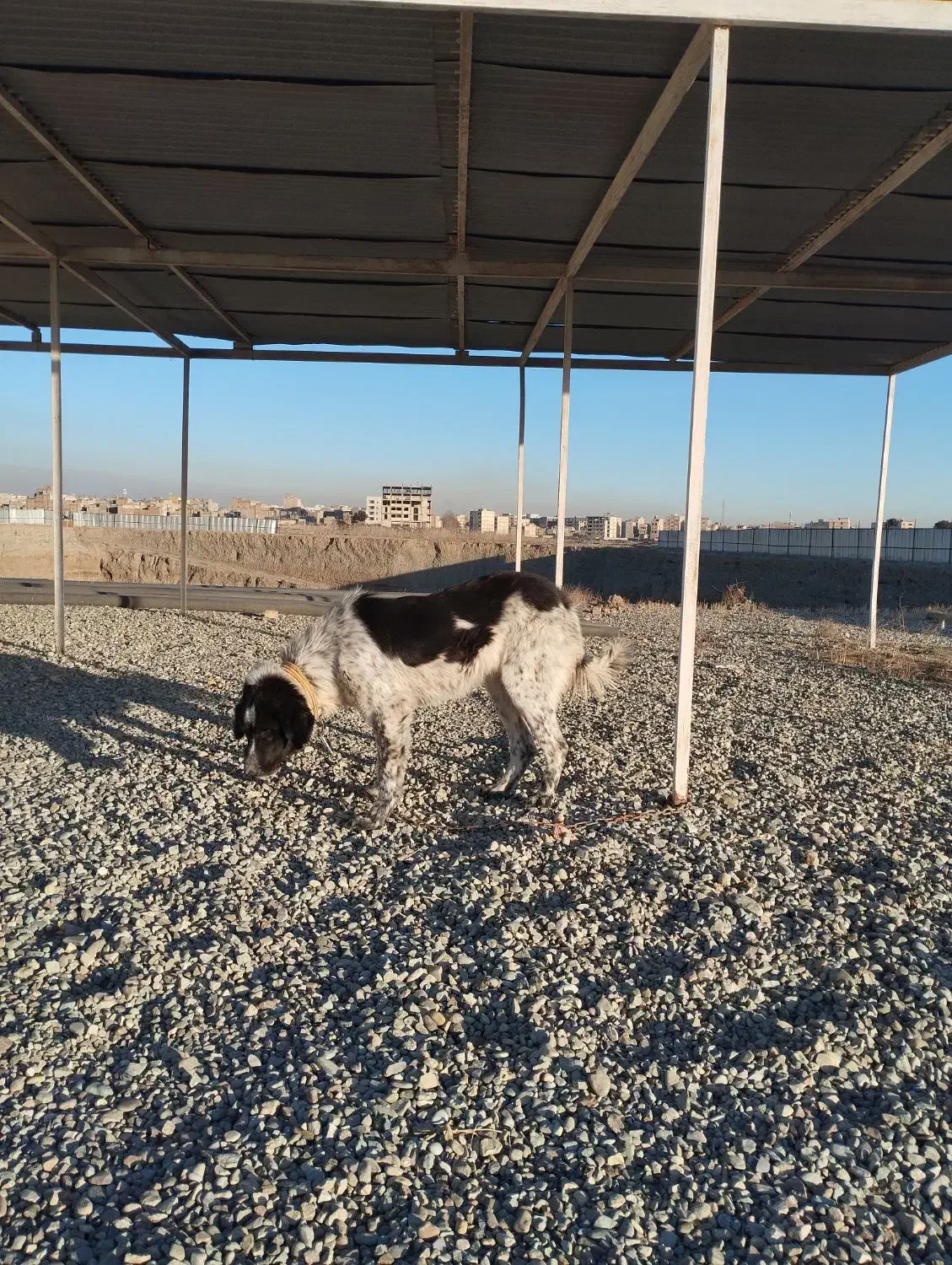 سگ نگهبان قهدریجانی|سگ|مشکین‌دشت, |دیوار