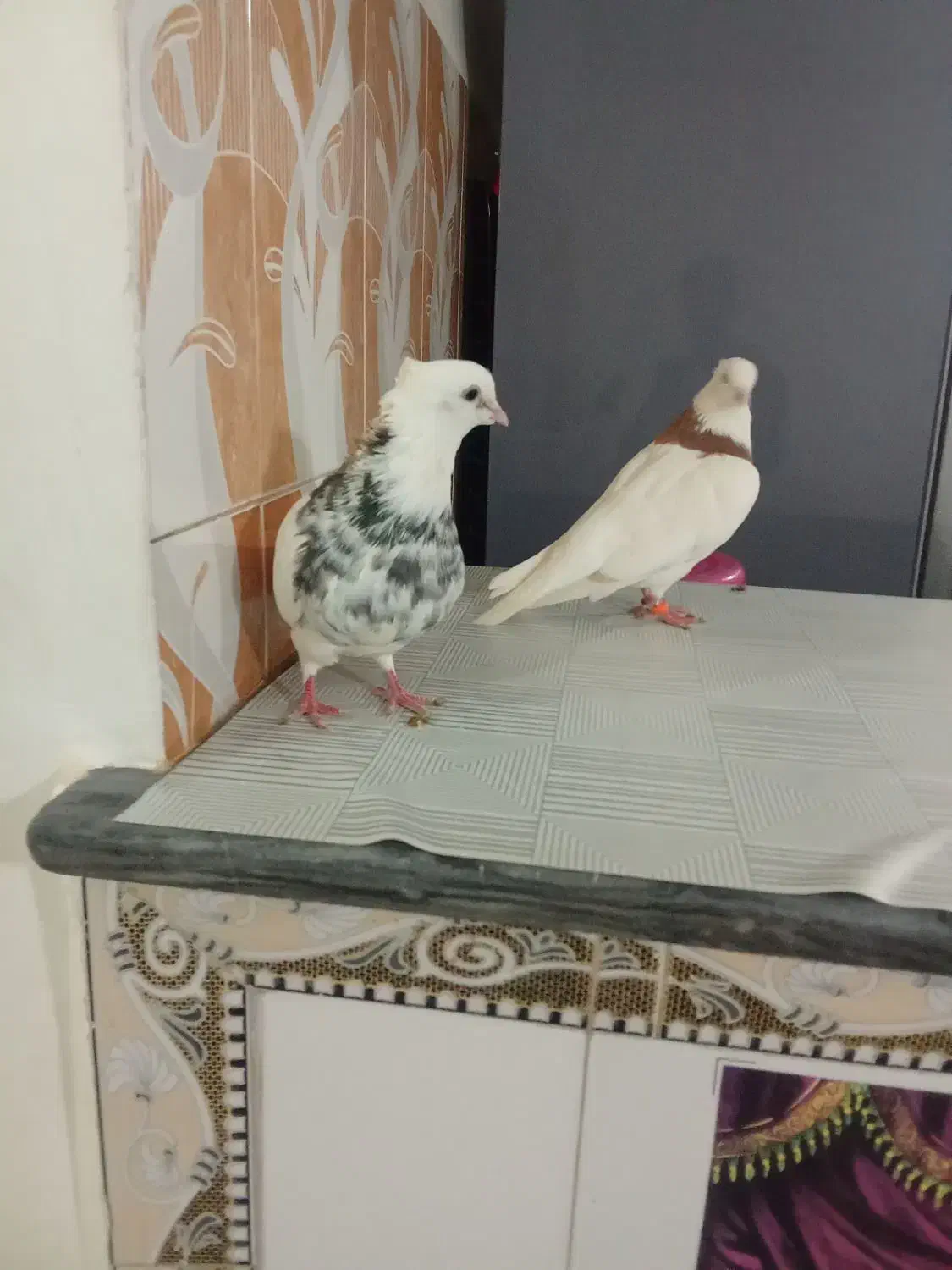 طوقی|پرنده|تبریز, |دیوار