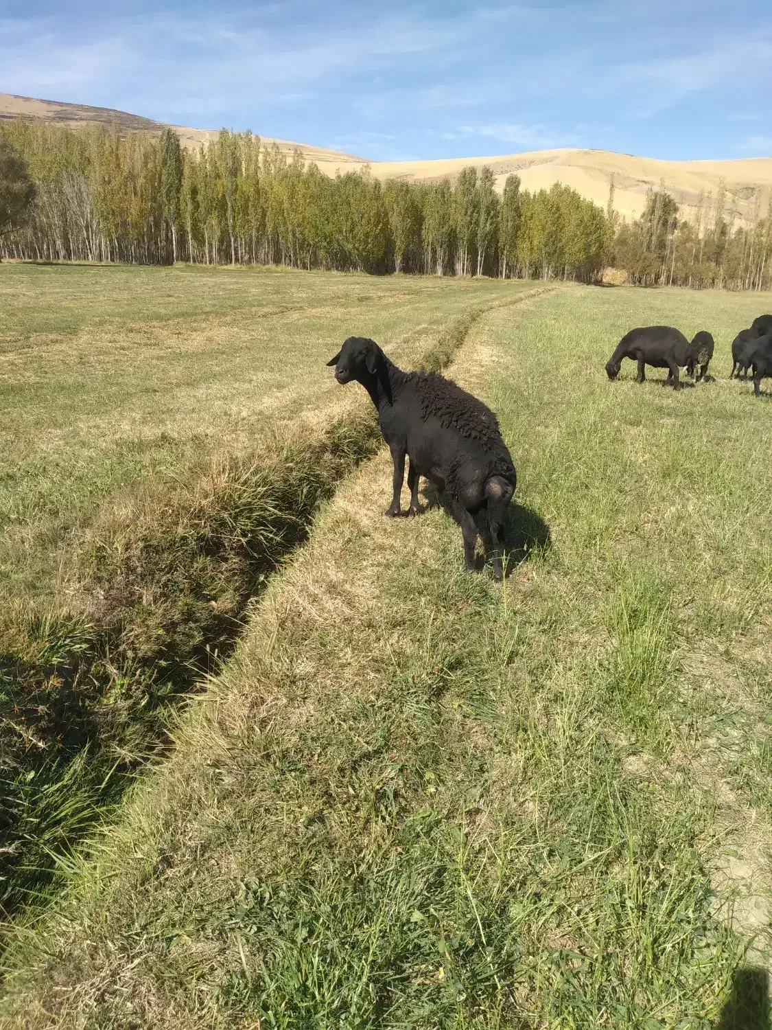 قوچ قره قزل|حیوانات مزرعه|زنجان, |دیوار