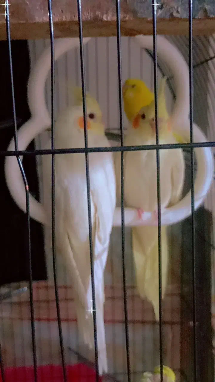 سه عروس هلندی سخنگو و دوتا مرغ عشق نر|پرنده|زهک, |دیوار