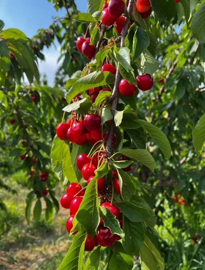 فروش باغ در سیسخت یاسوج|فروش زمین و ملک کلنگی|سیسخت, |دیوار