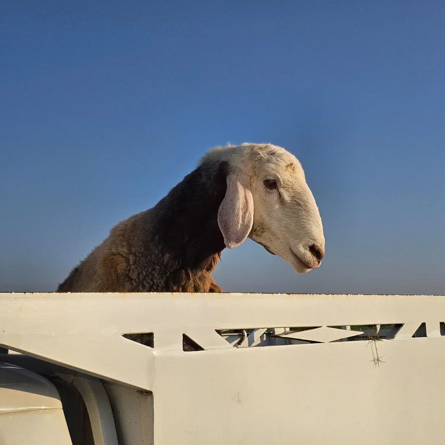 فروش گوسفند و بره (نمایشگاه دام مازندران)|حیوانات مزرعه|طبقده, |دیوار