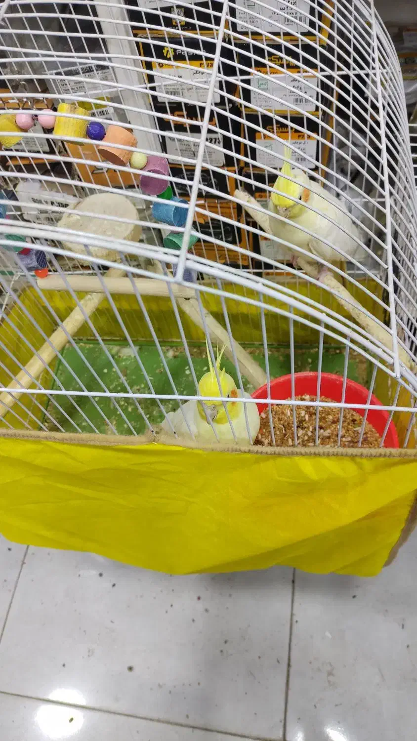 طوطی هلندی|پرنده|بندر امام خمینی, |دیوار