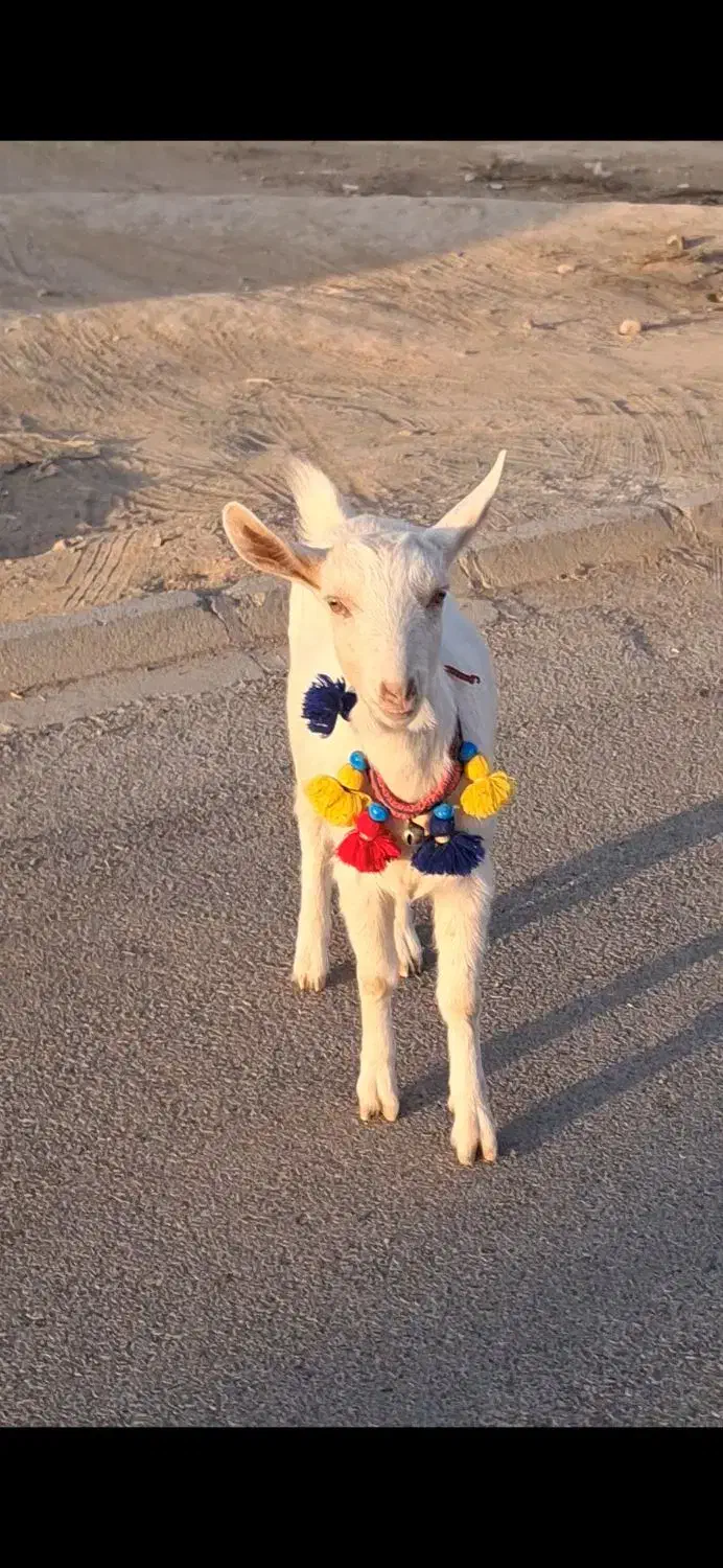 بزغاله سانن اصل فرانسوی|حیوانات مزرعه|شهرآباد, |دیوار