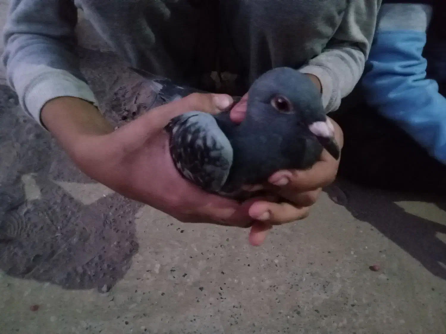 سبزالمانیپلاکدارپرشی|پرنده|شامکان, |دیوار