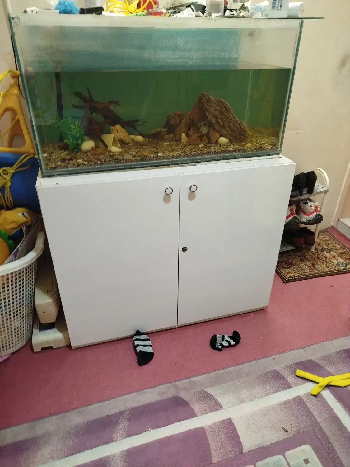 آکواریم|ماهی|مشهد, شهید بهشتی|دیوار