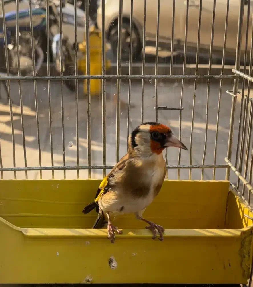 سهره|پرنده|تهران, طیب|دیوار