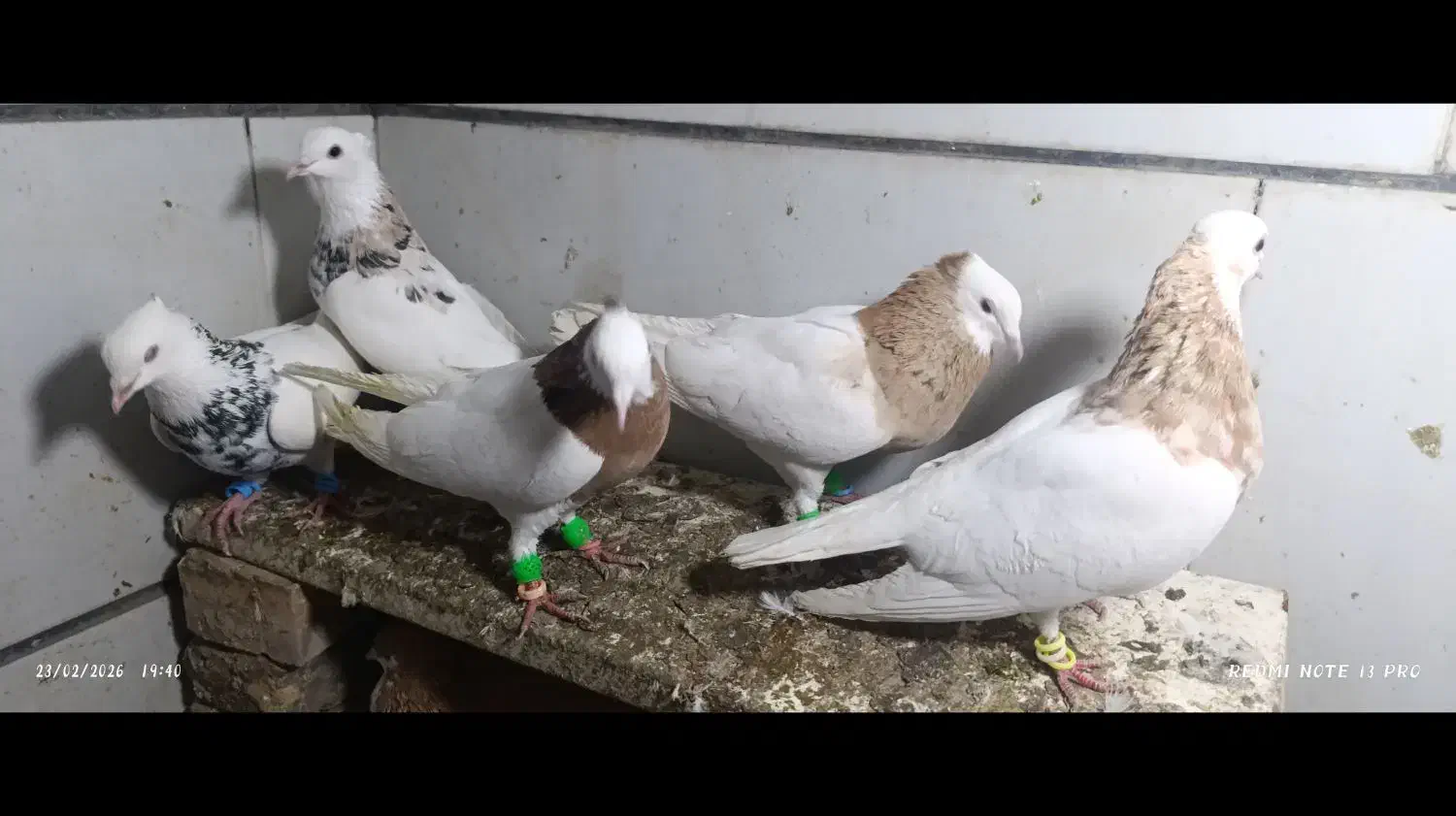 27عدد رنگه|پرنده|مشهد, بلال|دیوار