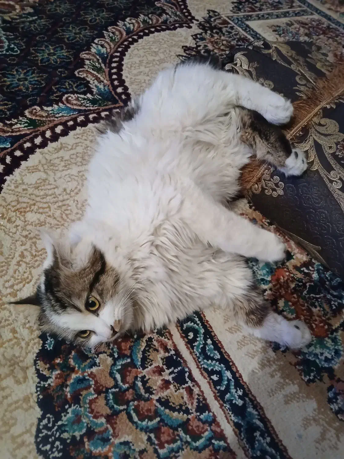 قیمت 8میلیون  تمان|گربه|کهنوج, |دیوار