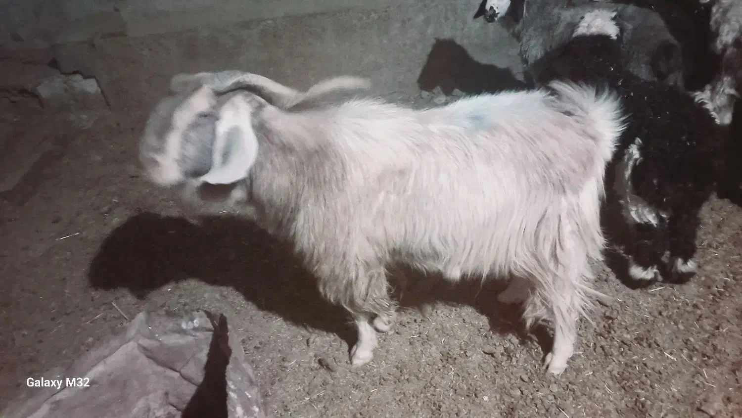 پازن تخمی سرحال|حیوانات مزرعه|فلارد, |دیوار