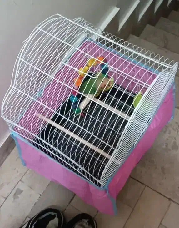 طوطی برزیلی|پرنده|تهران, سلسبیل جنوبی|دیوار