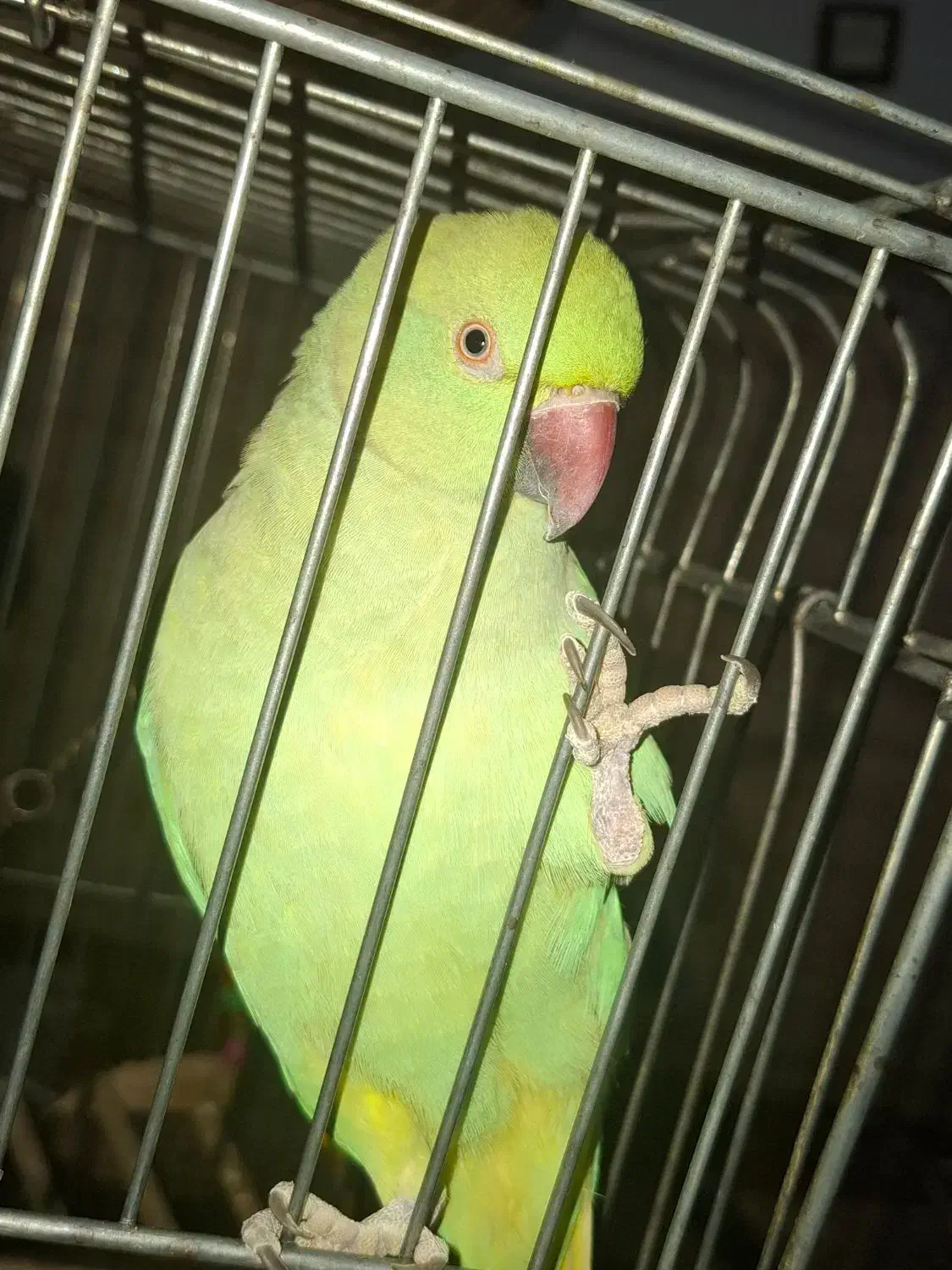 طوطی ملنگو|پرنده|اشتهارد, |دیوار