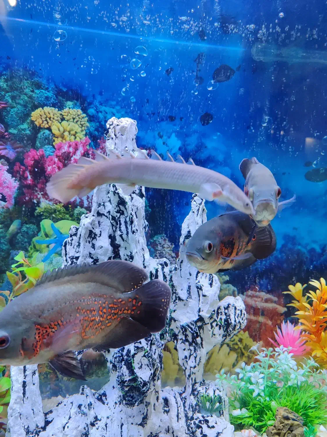 فروش ۵ عدد ماهی زینتی|ماهی|قوچان, |دیوار