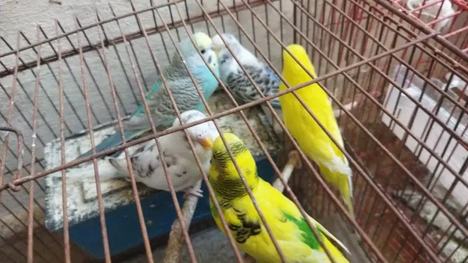 مرغ عشق در کوهچنار|پرنده|کوه چنار, |دیوار