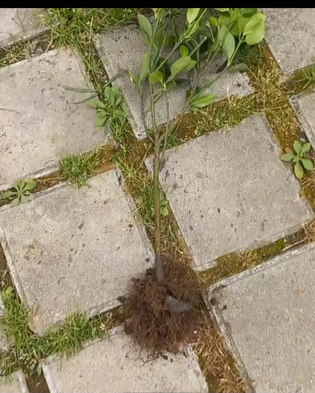 شمشادپرتقالی و طلای ریشه لخت تعدادی ۵۰۰ عدد|گل و گیاه طبیعی|اسالم, |دیوار