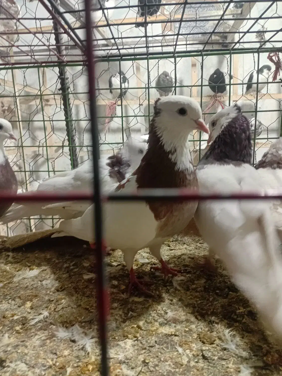 کوتر پرنده فروشی علی لنگری|پرنده|بجنورد, |دیوار