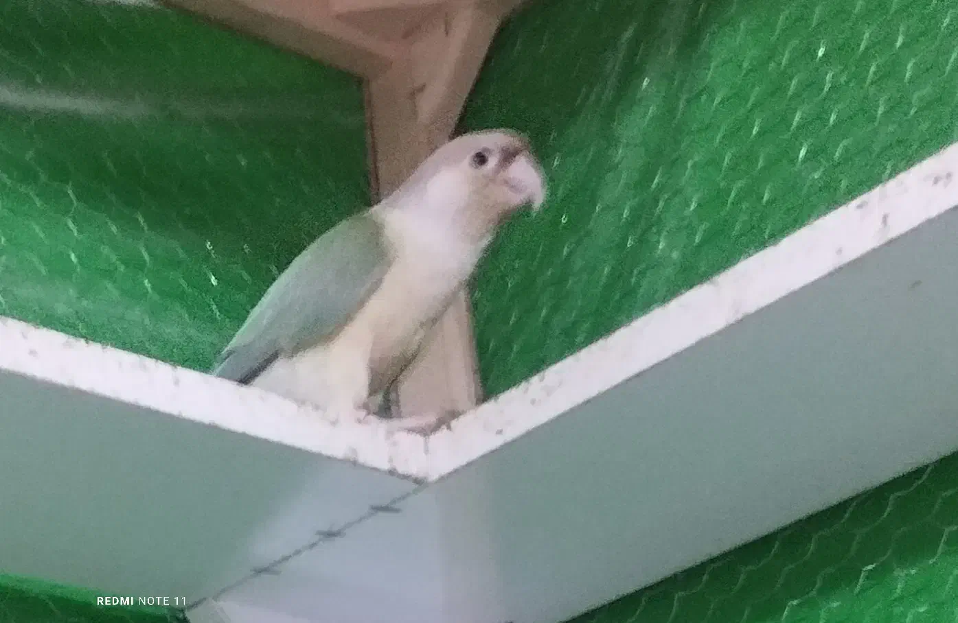 گرینچیک فنچ کوتوله طوطی|پرنده|تربت جام, بیست متری منبع آب|دیوار