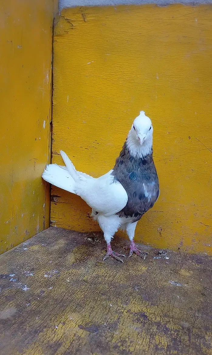 کبوتر طوقی و پرشی غریب|پرنده|کوهدشت, |دیوار