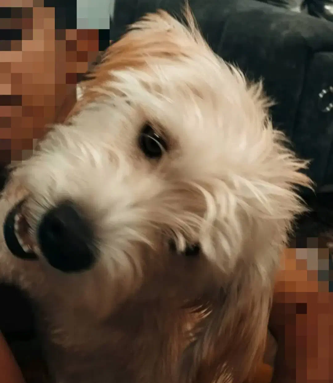 گمشده|سگ|شیراز, شهرک برف فروشان|دیوار