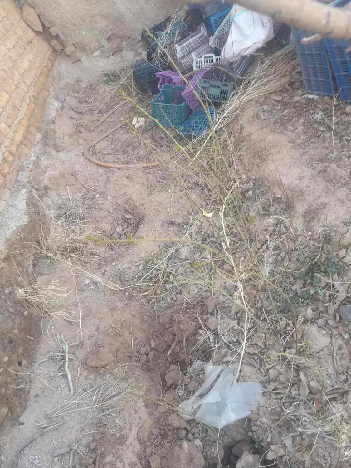 نشابادام|خدمات باغبانی و درختکاری|قیدار, |دیوار