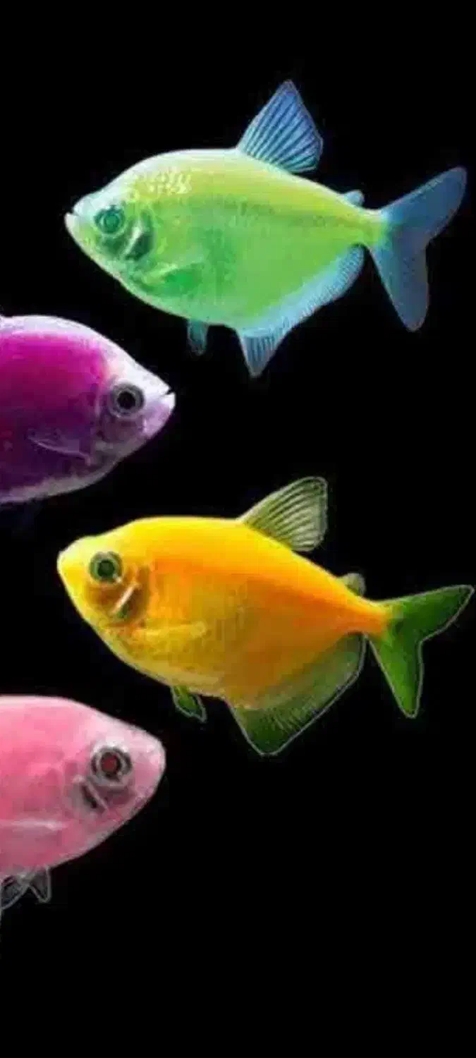 آکواریوم آبنوس|ماهی|قم, هفت تیر|دیوار