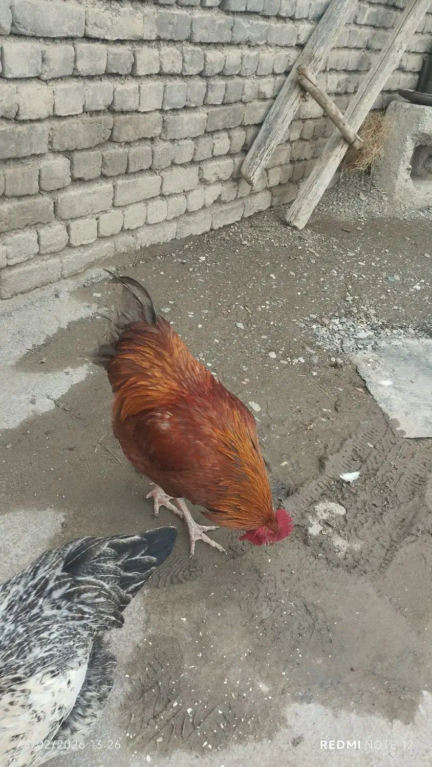 خروس محلی|حیوانات مزرعه|نوشین شهر, |دیوار