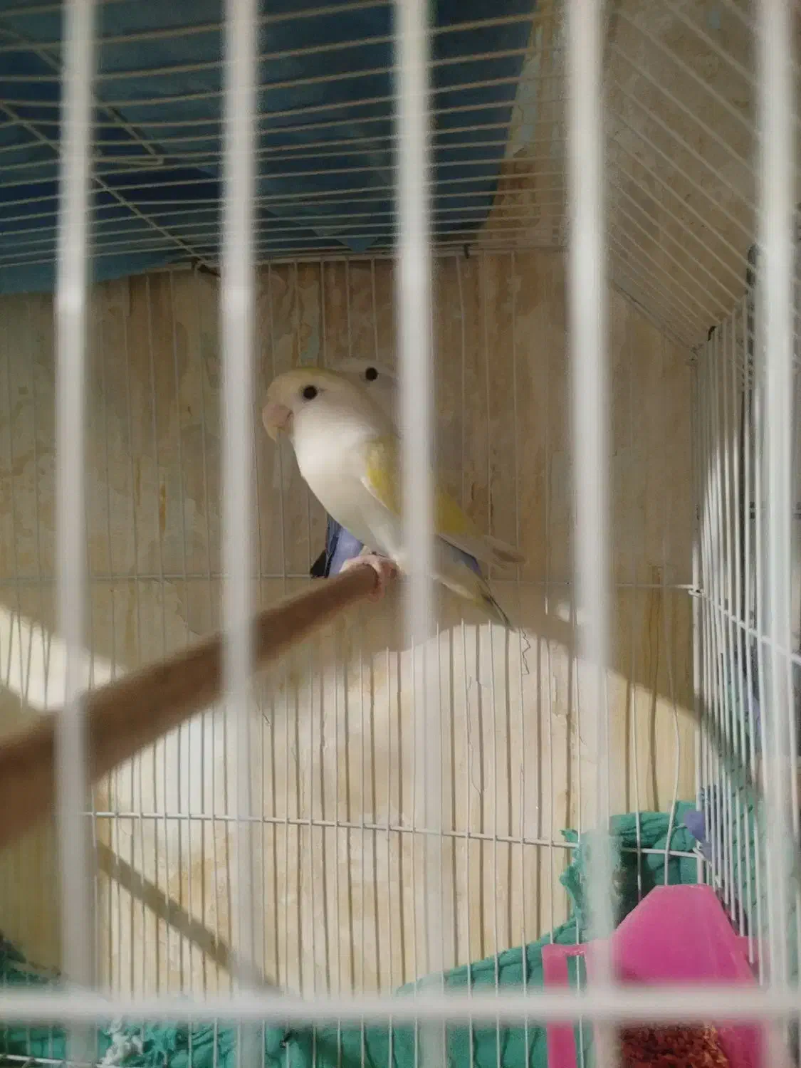 جفت طوطی برزیلی وایت فیس|پرنده|نمین, |دیوار