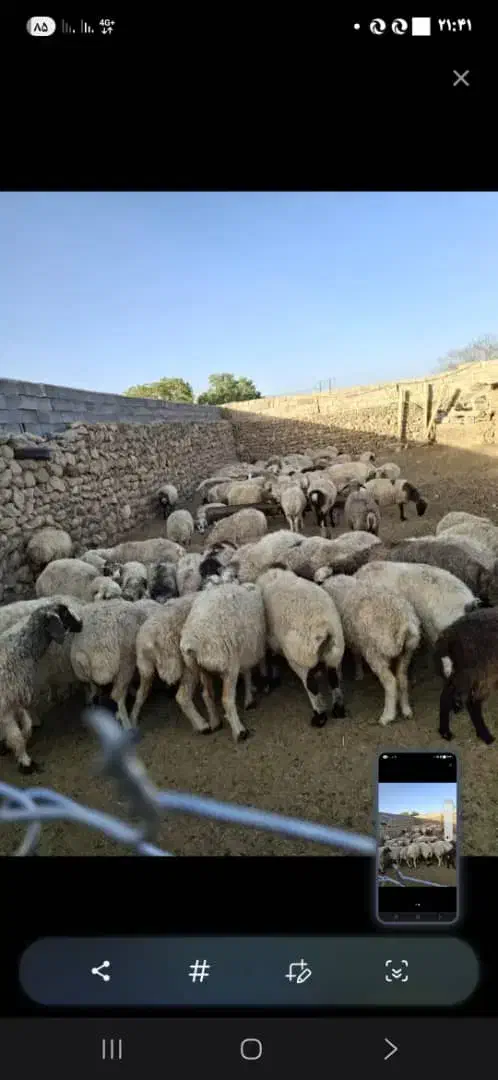 فروش فوری3راس میش داشتی|حیوانات مزرعه|اقلید, |دیوار