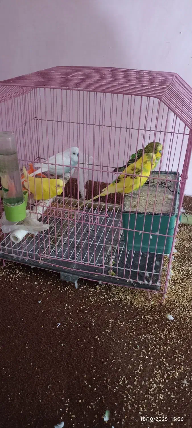 مرغ عشق با قفس|پرنده|گرگان, |دیوار