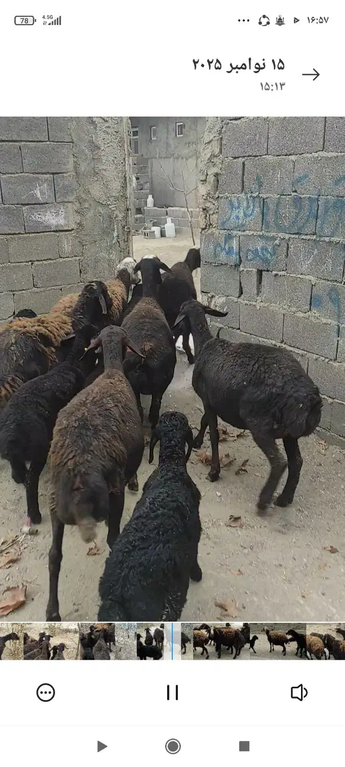 میش|حیوانات مزرعه|هشتگرد, تهران دشت|دیوار