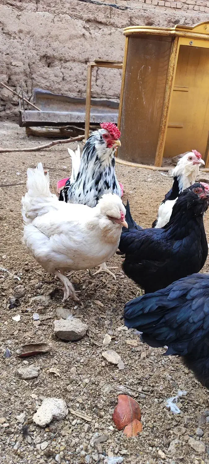 نیمچه،مرغ و خروس گلین،مرندی و گردن لخت|حیوانات مزرعه|ساوه, |دیوار