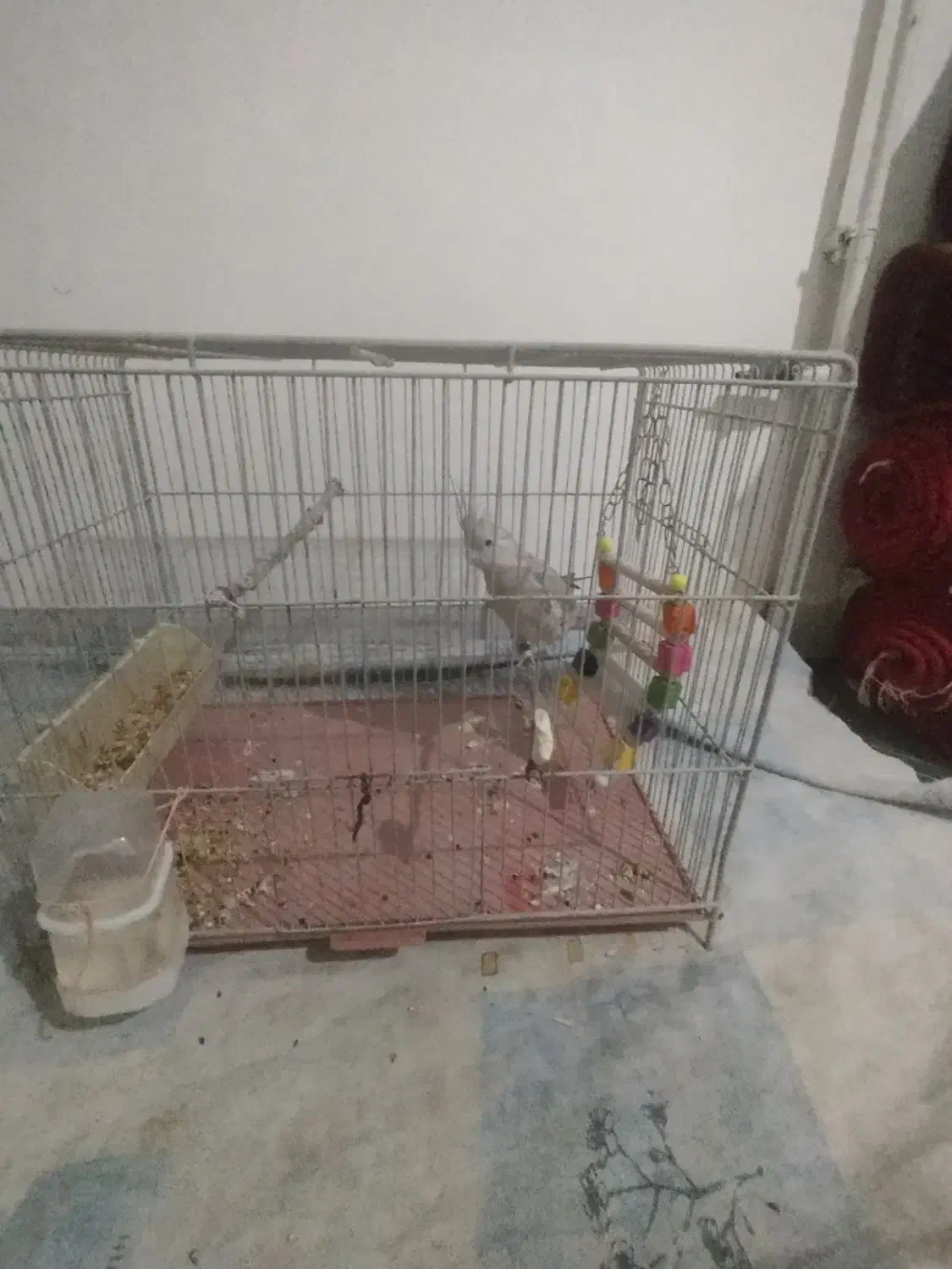 عروس هلندی صورت سفید|پرنده|قروه, |دیوار