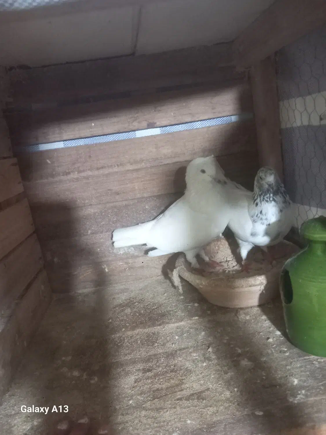 کبوتر|پرنده|سنگر, |دیوار