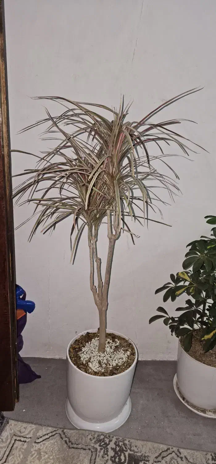 گل طبیعی|گل و گیاه طبیعی|نیشابور, فردوس شمالی|دیوار