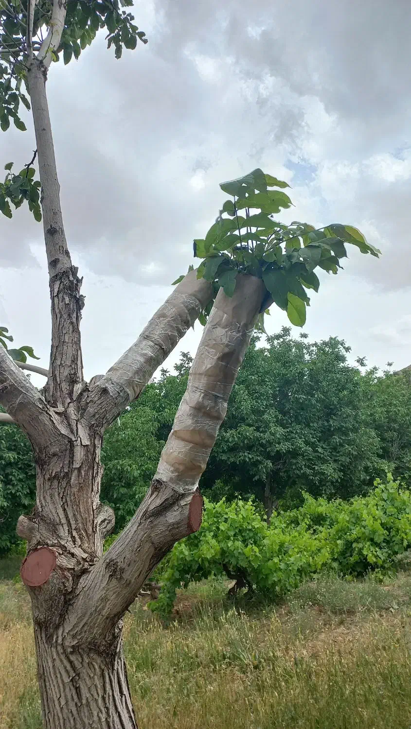 پیوند گردو|خدمات باغبانی و درختکاری|محمدیه-قزوین, |دیوار