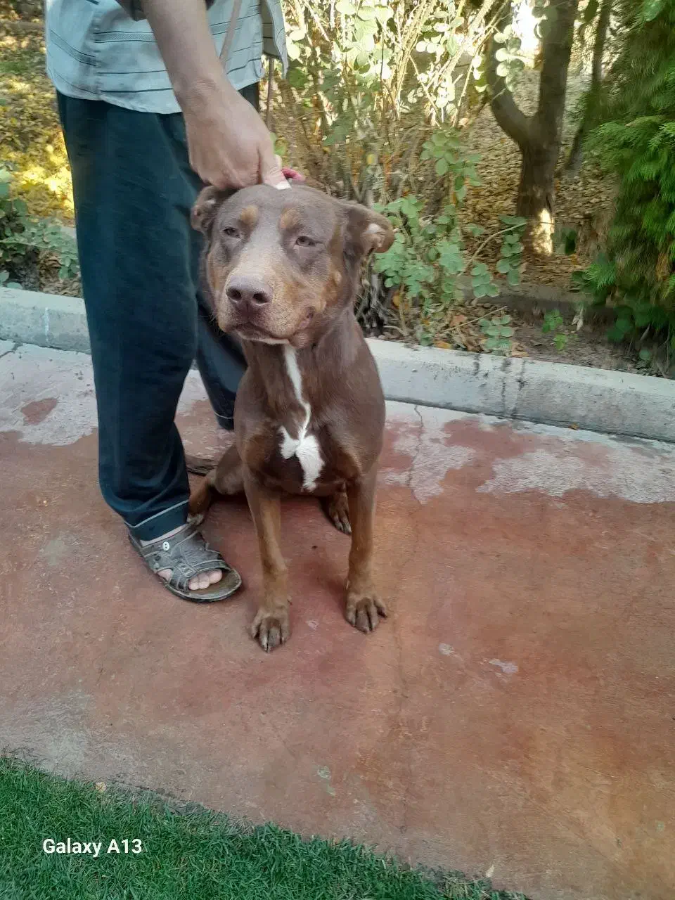 سگ پیتبول|سگ|چهارباغ, |دیوار