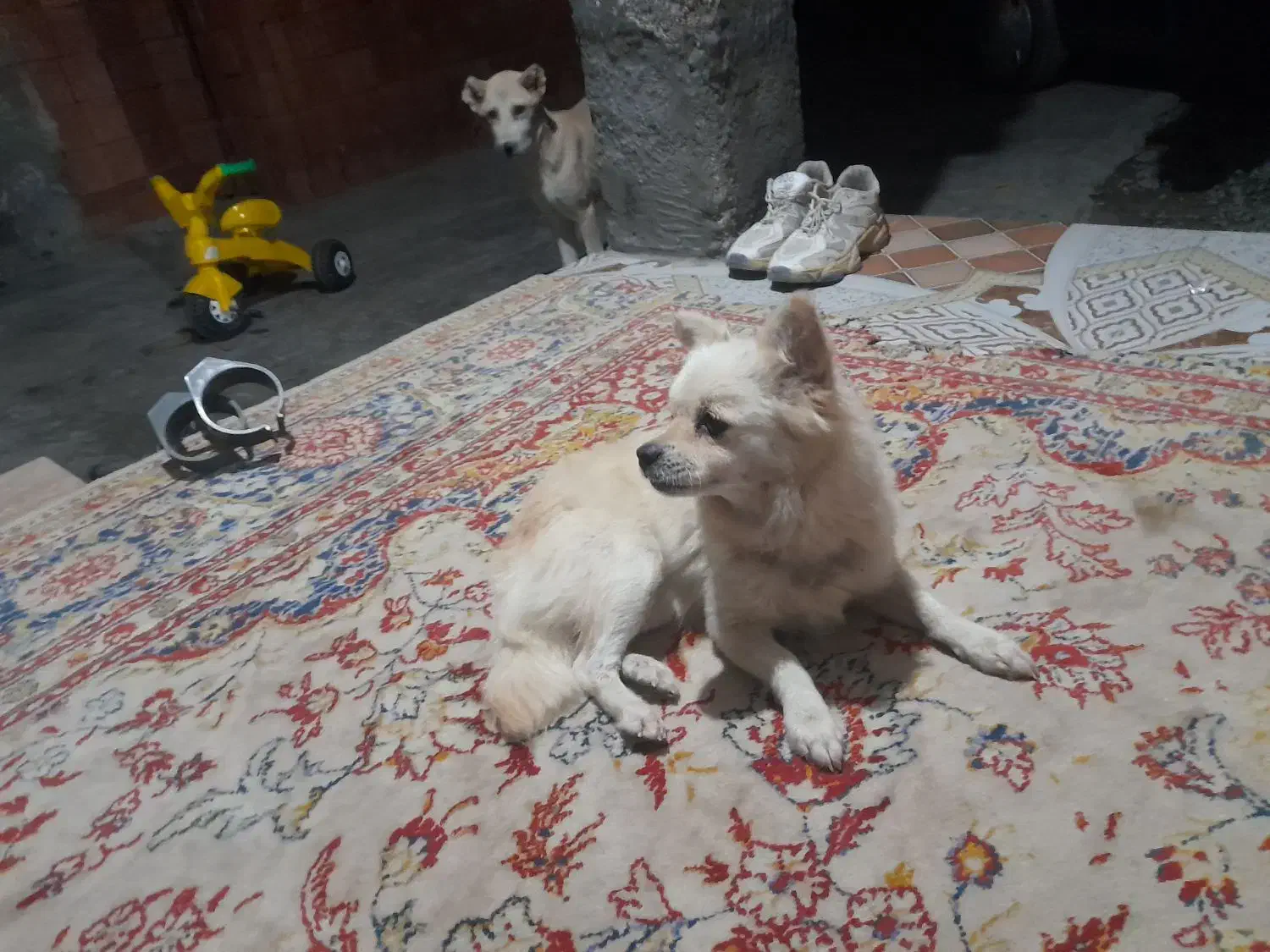 سگ پامراشپیز|سگ|گرگان, |دیوار