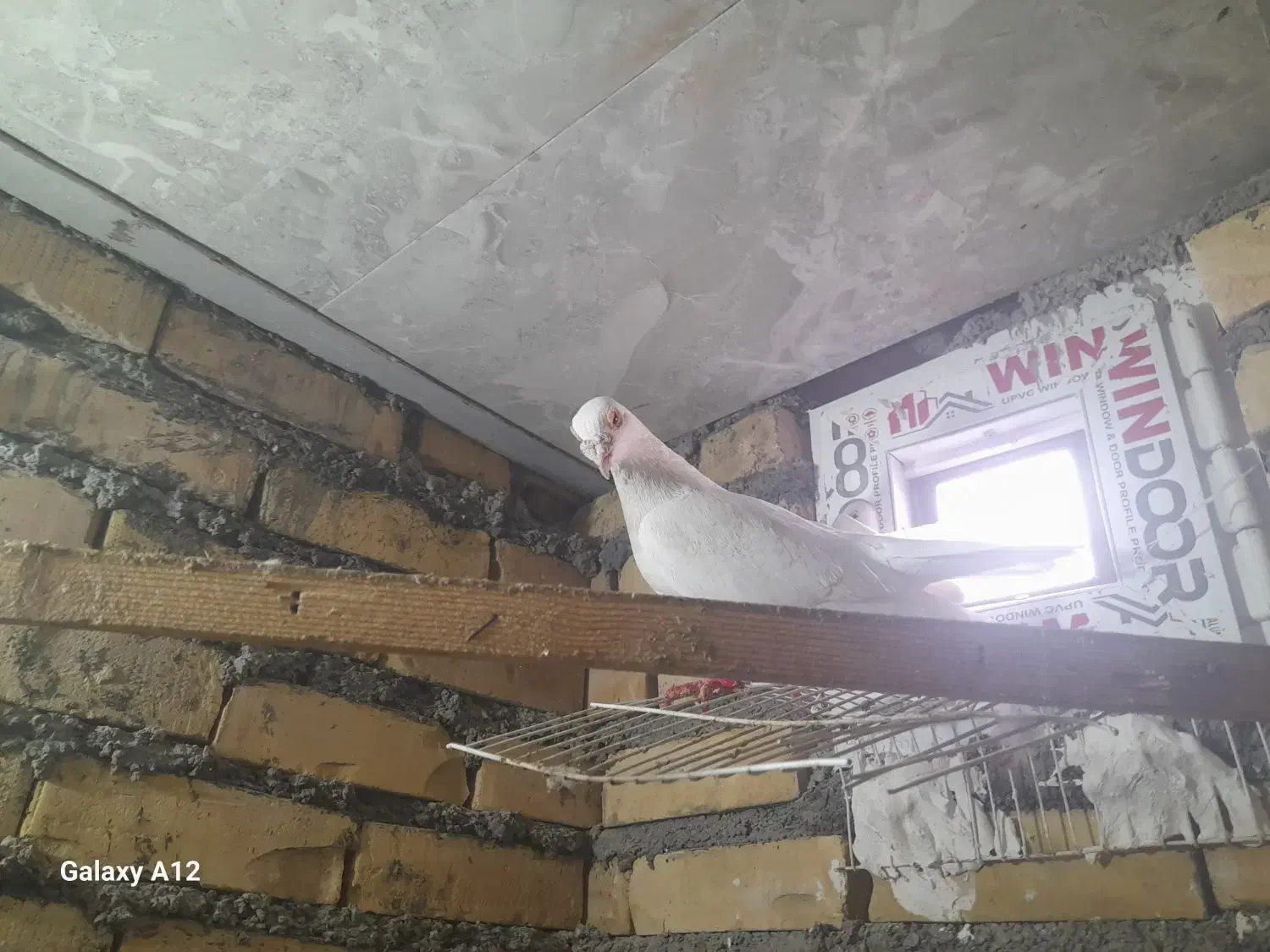 دو کفتر به فروش میرسد|پرنده|چناران, |دیوار