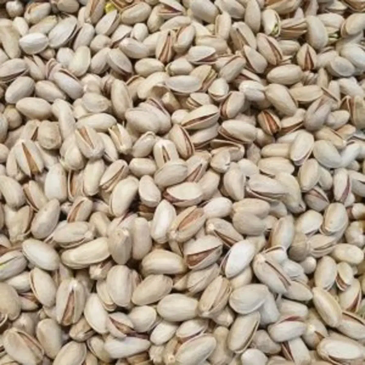 فروش پسته شب یلدا|خوردنی و آشامیدنی|حمیدیا, |دیوار