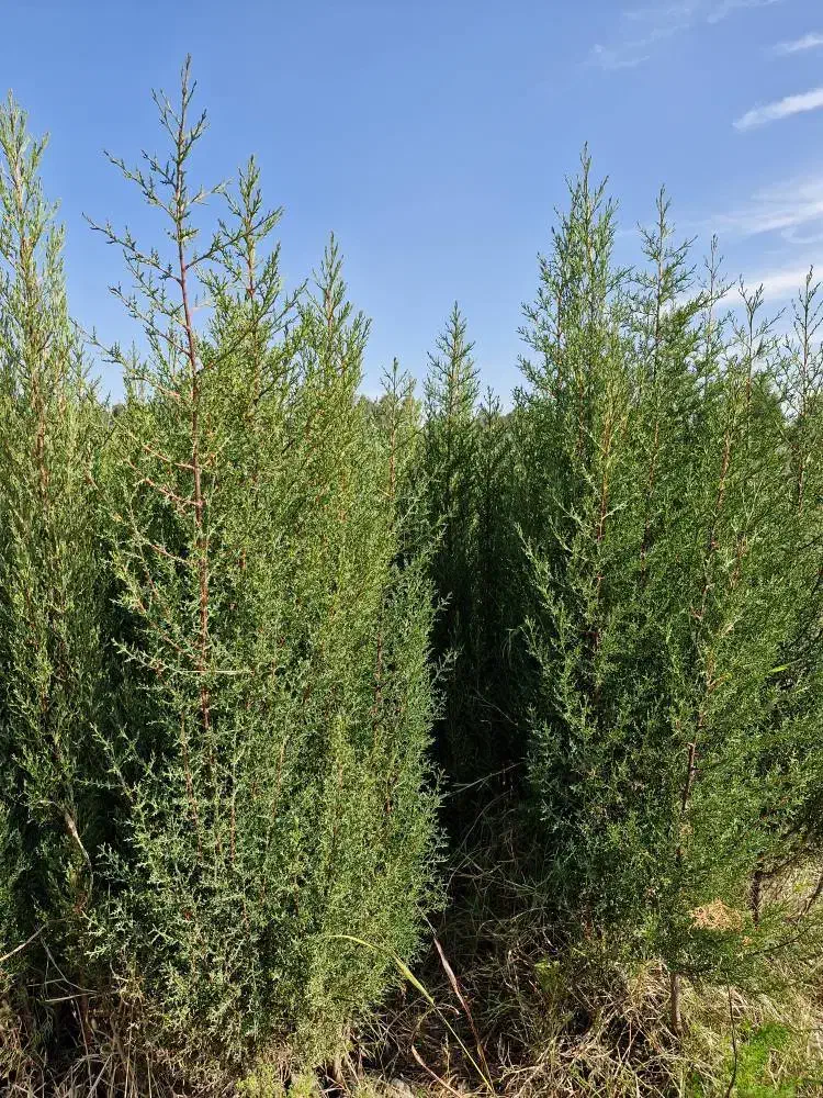 انواع نهال|عمده‌فروشی|ساری, |دیوار