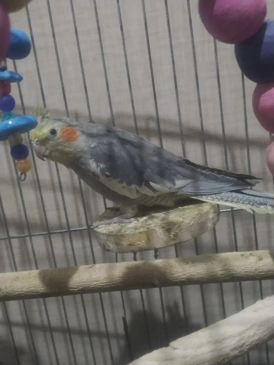 عروس هلندی|پرنده|شهریار, شهریار|دیوار