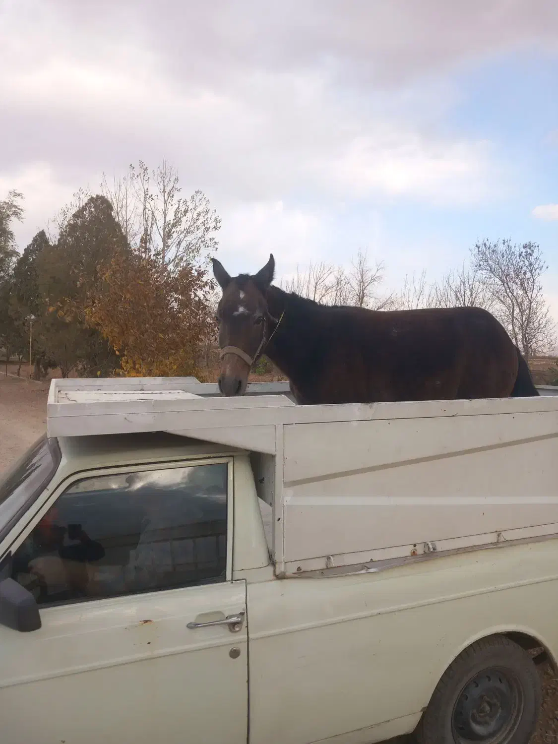 مشکی ۱ساله ماده اروم قد بلند|اسب و تجهیزات اسب‌سواری|سلطانیه, |دیوار