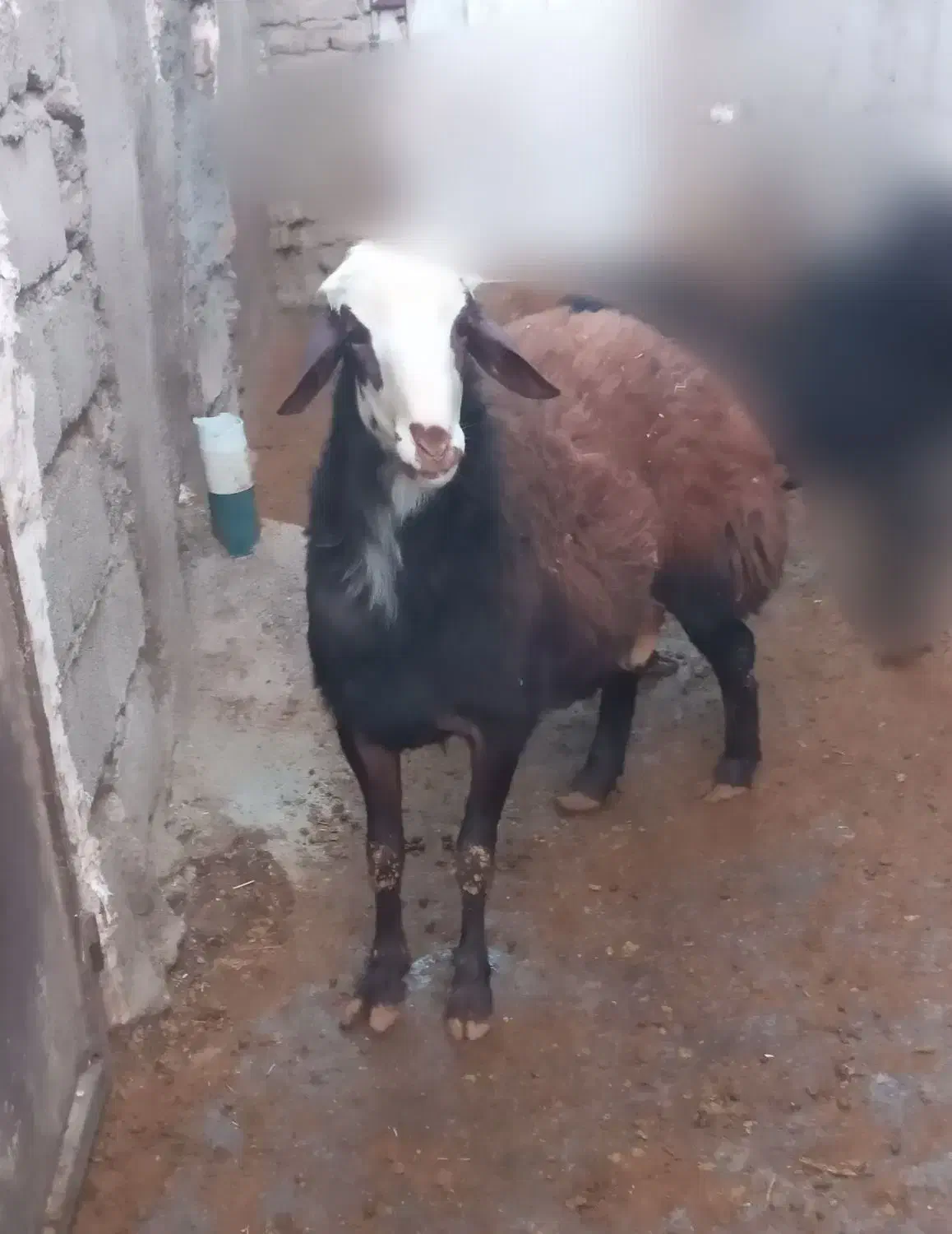 فروش یه عدد بره قوچ|حیوانات مزرعه|نهاوند, |دیوار