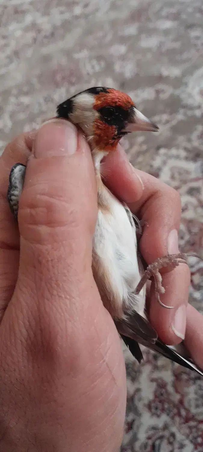 سره دو ساله|پرنده|شهریار, شهریار|دیوار