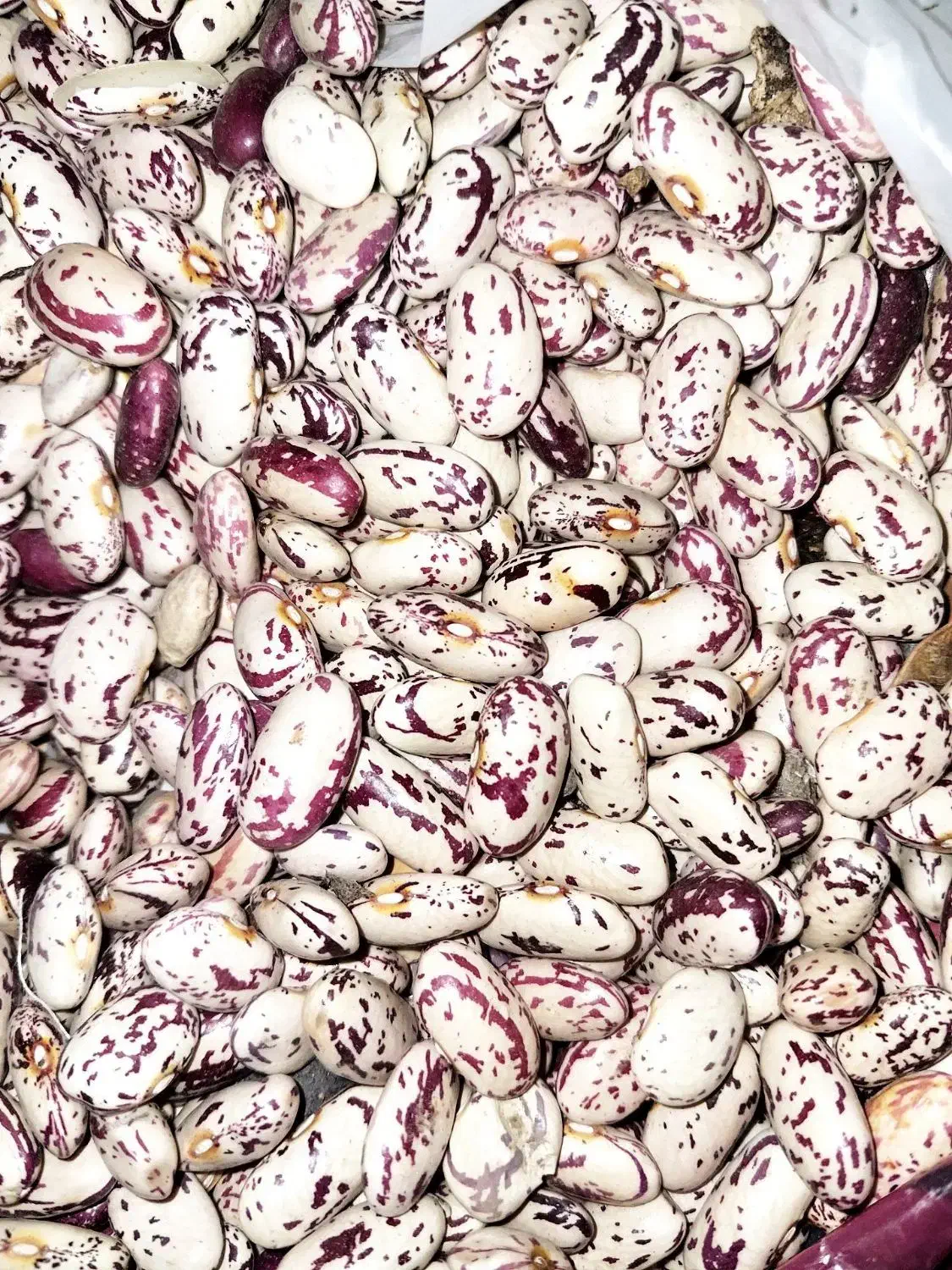 چیتی درشت محصول امسال کشاورز|خوردنی و آشامیدنی|میانه, |دیوار