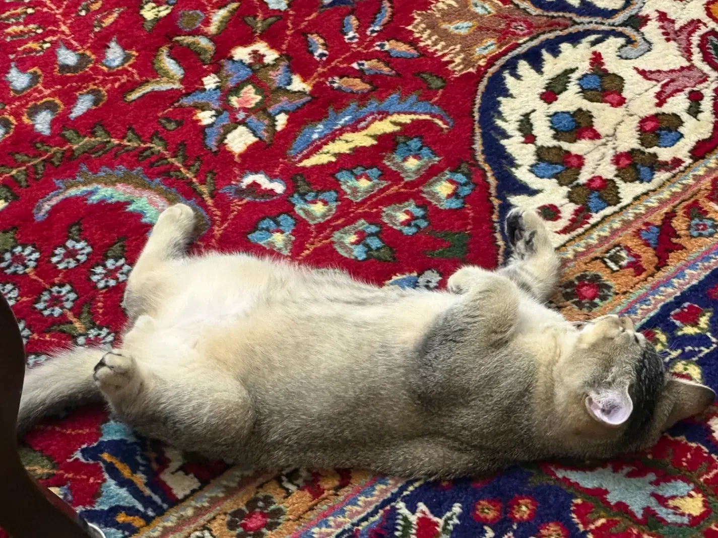 بریتیش نر|گربه|تبریز, |دیوار