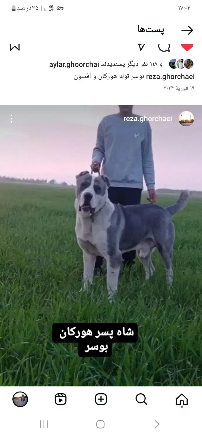 گم شده|حیوانات|آزادشهر, |دیوار